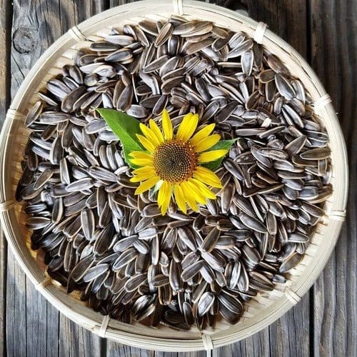 Alam / Khan nursery Flowers seeds Sunflower Seeds Buy Sunflower Seeds Online 