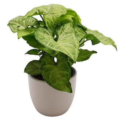 Alam / Khan nursery Oxygen purifier Green Syngonium Plant Buy Green Syngonium Arrowhead Pl