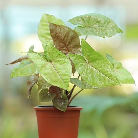 Alam / Khan nursery Oxygen purifier Green Syngonium Plant Buy Green Syngonium Arrowhead Pl