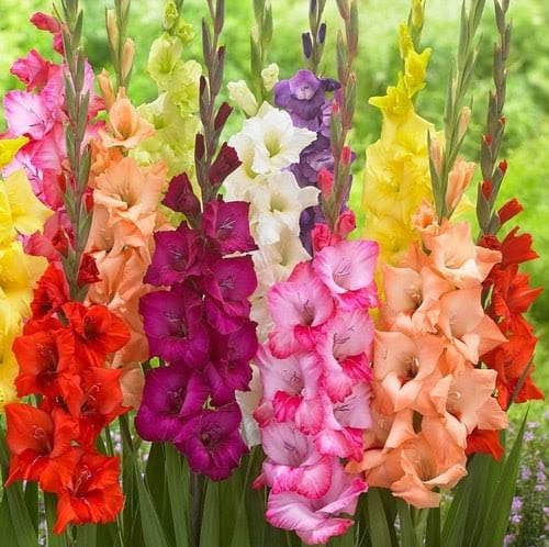 Almas Ali Bulbs Gladiolus Bulb set of 10 Buy Gladiolus Bulbs - Urban plants 