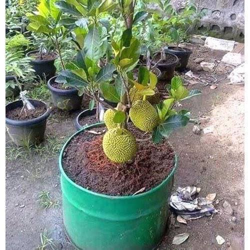 Amrapali nursery Fruit plant Jackfruit, Kathal Plant Buy Jackfruit, Kathal Plant Online 