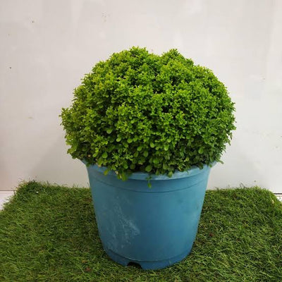 Ankan Adhikary Bonsai indoor/outdoor plant Dwarf Kamini Plant Buy Dwarf Kamini, Murraya Paniculata Online 