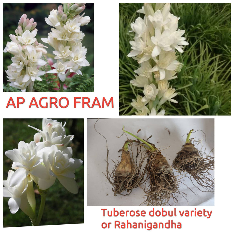 AP AGRO FRAM double variety White Rajnigandha Double Petal Tuberose - 10 Bulbs Rajnigandha Double Petal Tuberose Online 