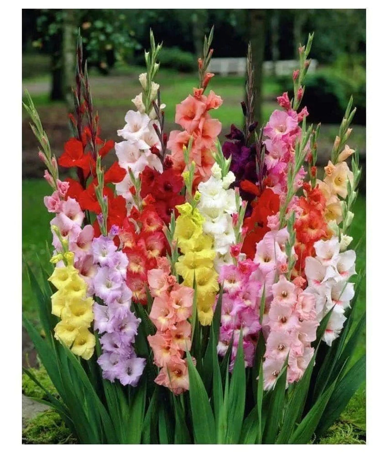 AP AGRO FRAM flowers bulbs Gladiolus Bulbs -10 Bulbs Buy Gladiolus Bulbs Online