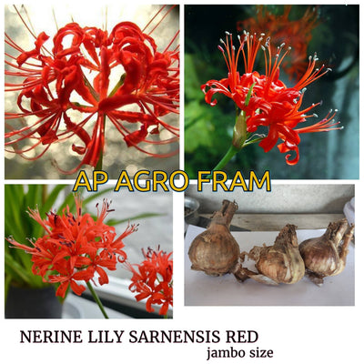 AP AGRO FRAM flowers bulbs Red Nerine Lily - Pack of 5 Buy Red Nerine Lily Online 