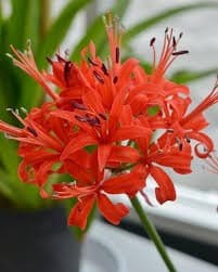 AP AGRO FRAM flowers bulbs Red Nerine Lily - Pack of 5 Buy Red Nerine Lily Online 