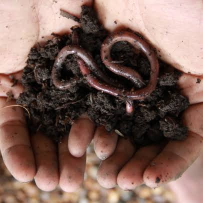 Ashu pahal Gardening Earthworm