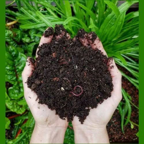Ashu pahal Gardening Vermicompost- 5kg Buy Organic Vermicompost  5kg Online 