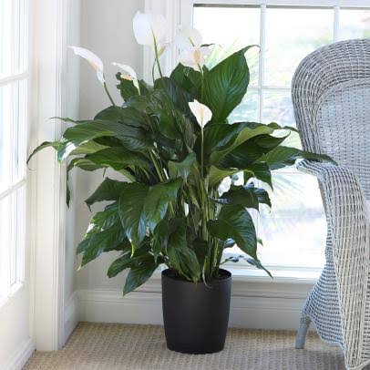 Avadhesh Kushwah Indoor plant Peace lily Buy Peace lily Online