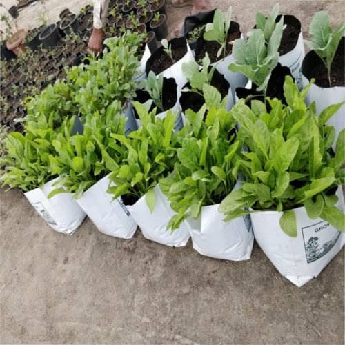 AyurTree LDPE virgin white Growbags - LDPE Buy White Growbags - LDPE Combos Online from Urban Plants 
