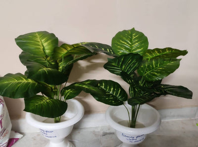 Blooming Flowers Green leaves with pot Green Croton Plant Buy Green Croton Plant Online 