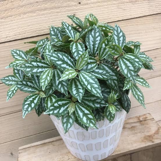 Bostonferns Private Limited indoor plant Pilea Cadierei, Aluminum Plant Buy Pilea Cadierei, Aluminum Plant  Online 