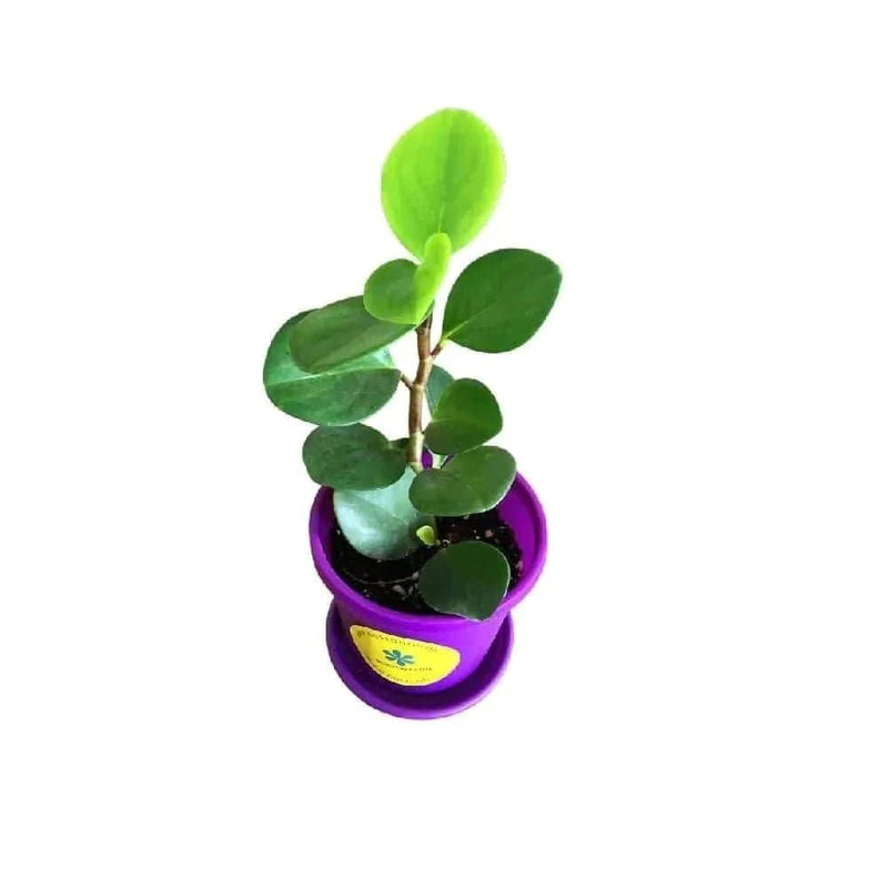 Bostonferns Private Limited Live indoor plant Peperomia Obtusifolia, Baby Rubber Plant- Plant Buy Peperomia Obtusifolia, Baby Rubber Plant Online from Urban Plants 