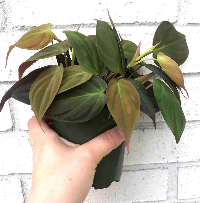 Bostonferns Private Limited Plants Philodendron Micans, Velvet Leaf Philodendron Plant Buy Philodendron Micans Plant, Velvet Leaf Philodendron Online 