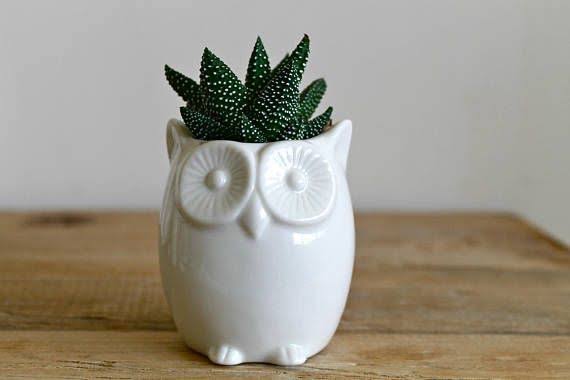 Cera Artisan Pots Owl Ceramic Pot Buy Owl Ceramic Pots Online From Urban Plants