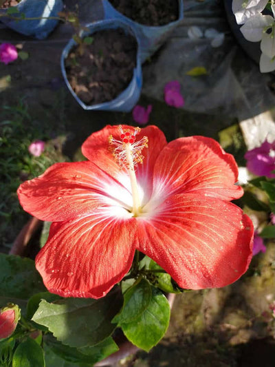 Chhaya enterprise Flowers Plants Hibiscus, Gudhal Flower Plant Buy Hibiscus, Gudhal Flower Plant