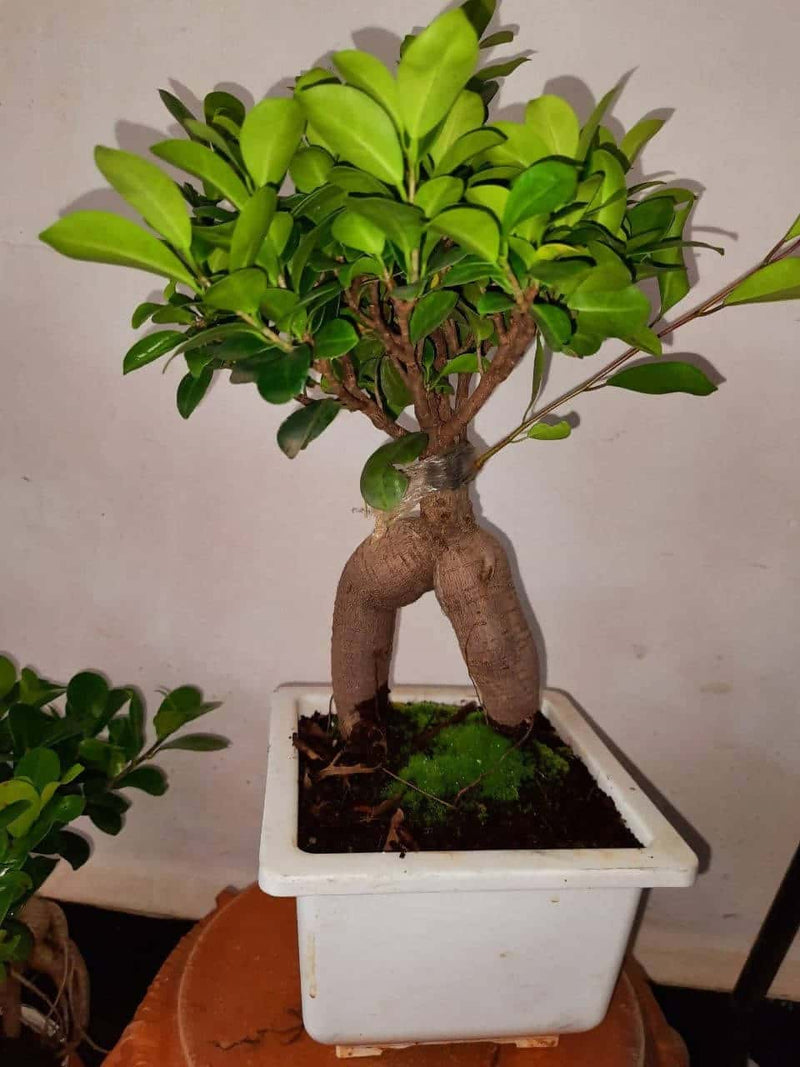 Das Agri Farm bonsai Ficus Bonsai Plant Ficus Bonsai Plant Online  