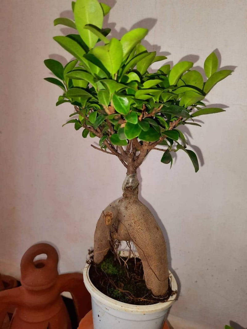 Das Agri Farm bonsai Ficus Bonsai Plant Ficus Bonsai Plant Online  