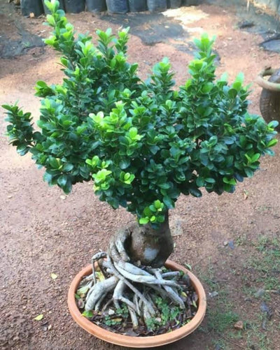 Das Agri Farm Ficus bonsai Ficus bonsai Tree- Big Bonsai Buy Ficus Bonsai Tree - Big Bonsai Plant Online  