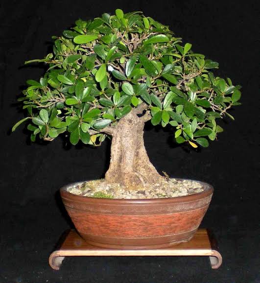 Das Agri Farm Ficus bonsai Ficus bonsai Tree- Big Bonsai Buy Ficus Bonsai Tree - Big Bonsai Plant Online  