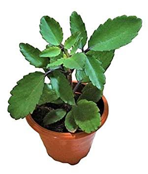 DEEPAK BARVE Medicinal Plant Patharchatta (Kalanchoe Pinnata,) Buy Patharchatta (Kalanchoe Pinnata) Online from Urban Plants 