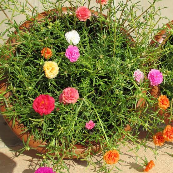 DeepZ BloomZ Flower Plants Portulaca Stem Cuttings Buy Portulaca Stem Cuttings Set Online