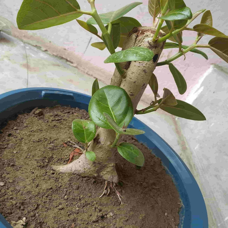 Desert_to_jungle Live bonsai plant Live bonsai of banyan tree 4.5 year old Buy Banyan tree Bonsai 