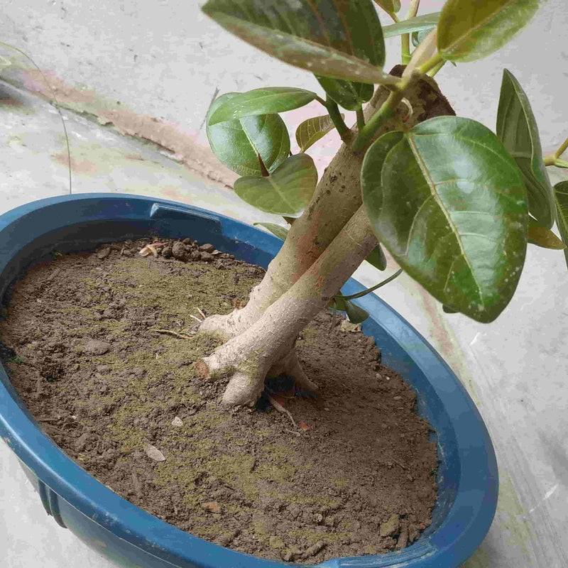 Desert_to_jungle Live bonsai plant Live bonsai of banyan tree 4.5 year old Buy Banyan tree Bonsai 