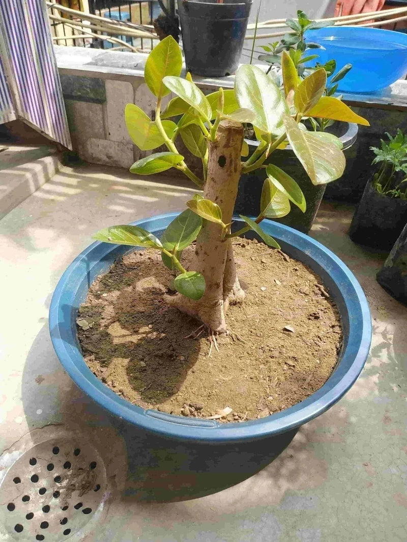 Desert_to_jungle Live bonsai plant Live bonsai of banyan tree 4.5 year old Buy Banyan tree Bonsai -Urban Plants