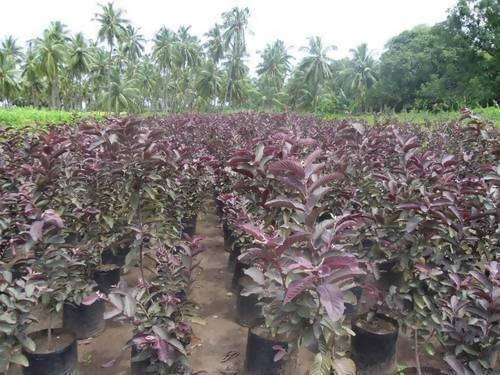Divya bhumi agrotech Fruit Plant Black guava, Amrud, Psidium guajava Plant Buy Black guava, Amrud Plant 