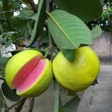 Divya bhumi agrotech H29 Taiwan Pink Guava, Amrud Plant Buy Taiwan Pink Guava,  Amrud Plant Online  