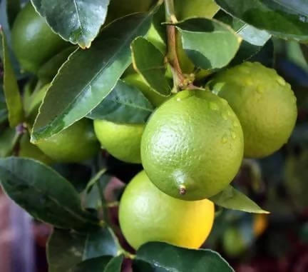 Divya bhumi agrotech Plant Kagzi Lemon, Nomboo Plant - Set of 2 Plants  Buy Kagzi Lemon Plant, Nimbu Plant Online from Urban Plants 