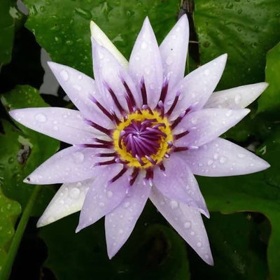 Dr.BRVN-Nursery-Water-lily-Blue-Colorata,-Nymphaea-Colorata,-Tropical-Water-Lily-Plant-Buy-Blue-Colorata,-Nymphaea-Colorata,-Tropical-Water-Lily-Plant-Urban-Plants 