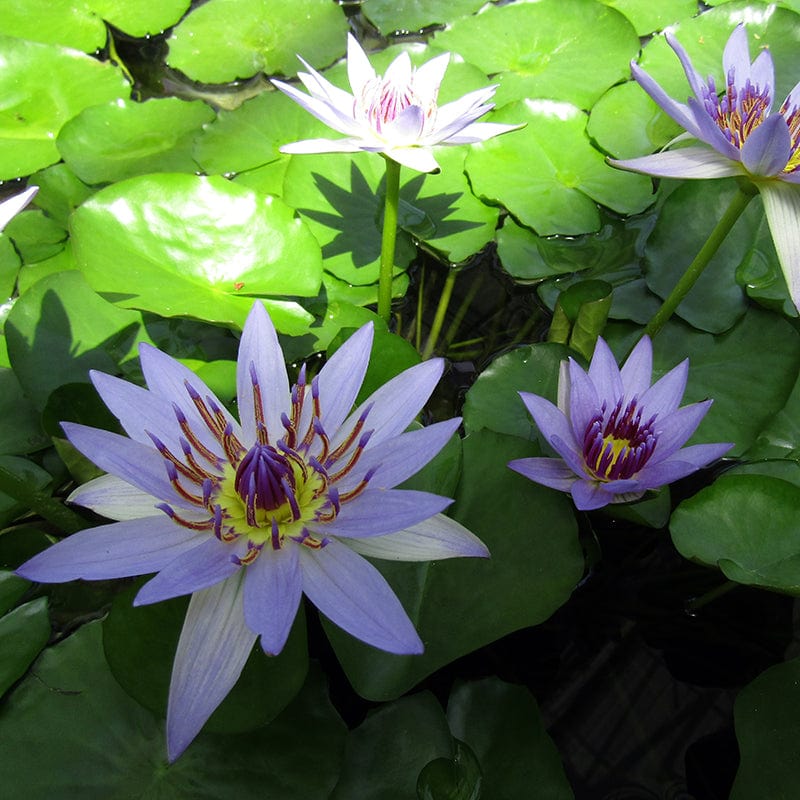 Dr.BRVN Nursery Water lily Blue Colorata, Nymphaea Colorata, Tropical Water Lily Plant Buy Blue Colorata, Nymphaea Colorata, Tropical Water Lily Plant-Urban Plants 