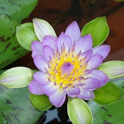 Dr.BRVN Nursery Water lily Nymphaea Blue Nangkwag Waterlily Plant Nymphaea Blue Nangkwag Waterlily Plant from Urban Plants 