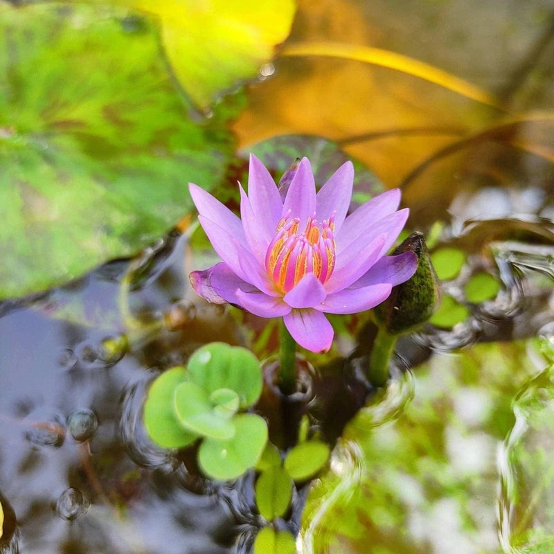 Dr.BRVN Nursery Water lily Nymphaea Keylargo Waterlily Plant Nymphaea Keylargo Waterlily Plant Online 