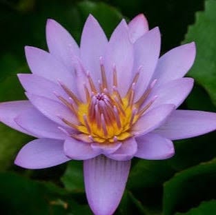 Dr.BRVN Nursery Water lily Nymphaea Keylargo Waterlily Plant Nymphaea Keylargo Waterlily Plant Online 