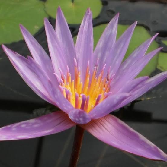 Dr.BRVN Nursery Water lily Nymphaea Keylargo Waterlily Plant Nymphaea Keylargo Waterlily Plant Online 