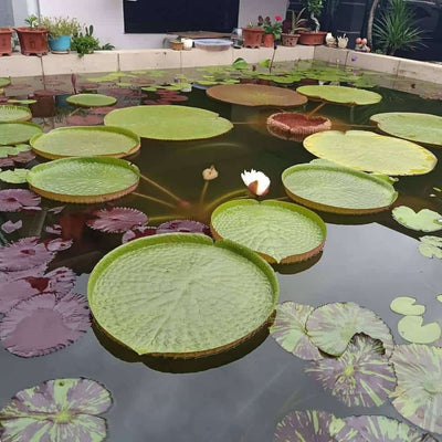 Dr.BRVN Nursery Water lily seeds Victoria Cruziana water Lily - 5 Seeds Buy Victoria Cruziana Water Lily Seeds 