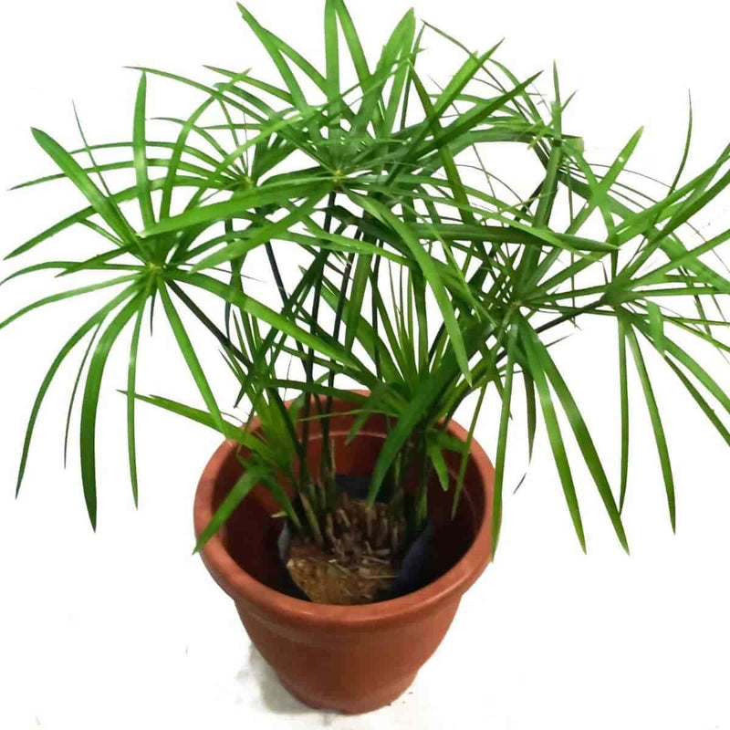 Eva Plants Plant Umbrella palm, Cyperus Alternifolius Plant