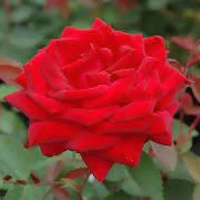 Ever green plants Nursery flower plant Kashmir Rose Plant