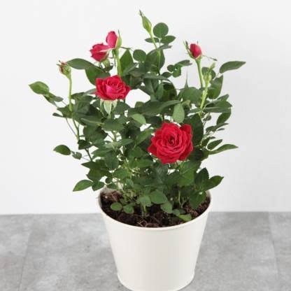 Ever green plants Nursery flower plant Kashmir Rose Plant