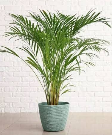 Ever green plants Nursery Indoor Plant Areca Palm Plant