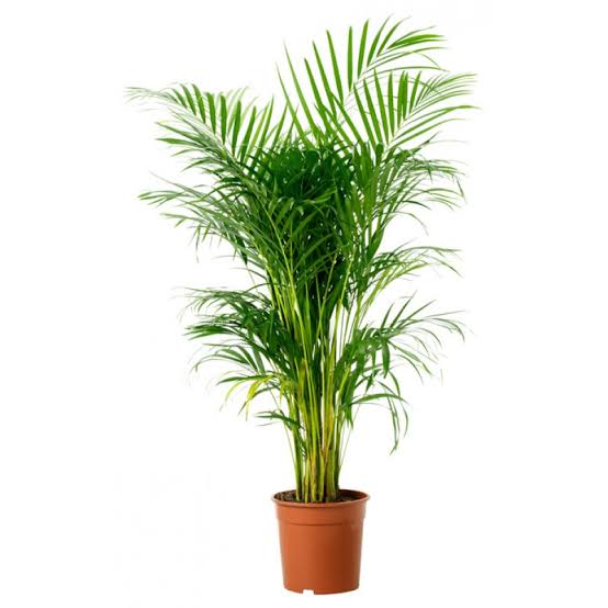 Ever green plants Nursery Indoor Plant Areca Palm Plant