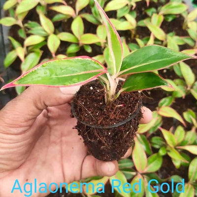 EverGreen Nursery And Farm Plant Combo of Aglaonema Red Gold Buy Aglaonema Red Gold Plant Combo Online 