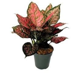 EverGreen Nursery And Farm Plant Combo of Aglaonema Red Gold Buy Aglaonema Red Gold Plant Combo Online 
