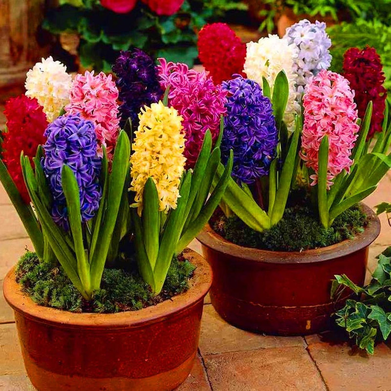 Fast Bundle Bulbs and seeds Buy combo of Hyacinth Flower Bulbs and Plastic Pots Buy combo of Hyacinth Flower Bulbs and Round Plastic Pots