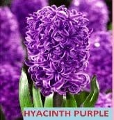Fast Bundle Bulbs and seeds Buy combo of Hyacinth Flower Bulbs and Plastic Pots Buy combo of Hyacinth Flower Bulbs and Round Plastic Pots