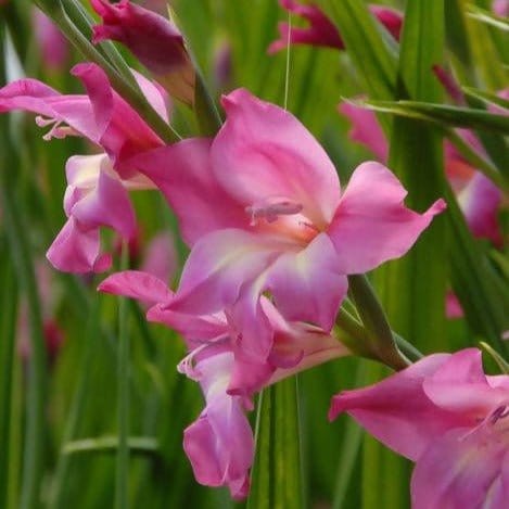 FernsFly Flower Bulb Charm Gladiolus Pack Of 5 Buy Charm Gladiolus Pack Of 5