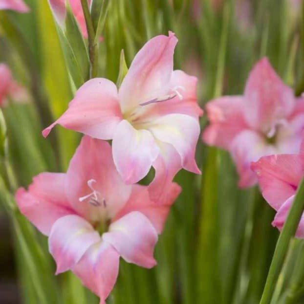 FernsFly Flower Bulb Charm Gladiolus Pack Of 5 Buy Charm Gladiolus Pack Of 5